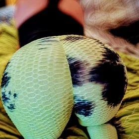Avatar de OnlyFans de Lana