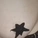 redcatsroom